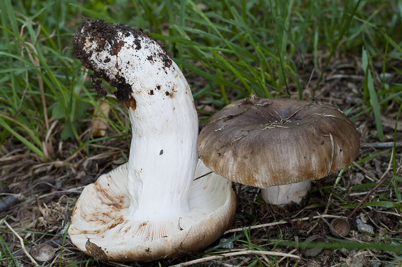 Russula sororia